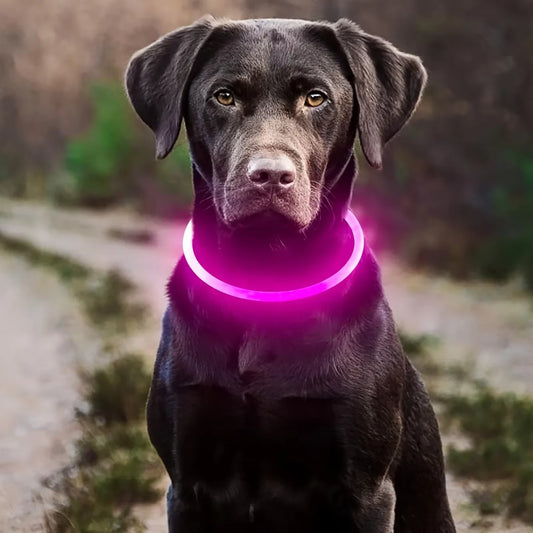 LED Light Dog Collar USB Charging Luminous Anti-Lost Necklace for Large Medium Small Dogs Pet Safety Accessory